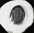 Nice Mrakibina Trilobite Fossil - #12945-3